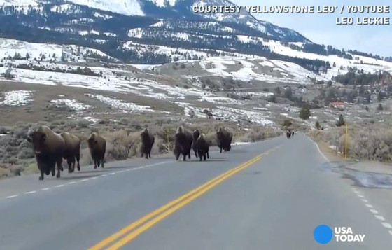 Bison Running Yellowstone, Volcano Bison Running Yellowstone, Volcano